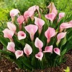Strawberry Blush Calla Gala Çiçeği Soğanı (1 Adet Soğan)