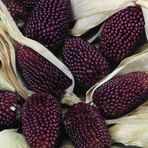 Strawberry Misiri Tohumu (10 Tohum)