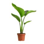 Strelitzia Nicolai Starliçe Cennet Kuşu Bitkisi 70-90 Cm Tek Gövde Salon Ofis Ev İç Mekan Bitkisi