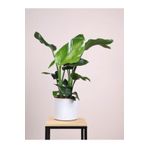 Strelitzia Starliçe 50-70 Cm Boyunda Tek Gövdeli Salon Bitkisi İç Mekan Bitkisi, GDB22112024NA75