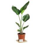 Strelitzia Starliçe 90-120 Cm Boyunda Tek Gövdeli Salon Bitkisi İç Mekan Bitkisi, TYBO1639W8S3D1V795