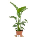 Strelitzia Starliçe Cennet Kuşu Bitkisi 70-90 Cm Tek Gövde Salon Ofis Ev İç Mekan Bitkisi