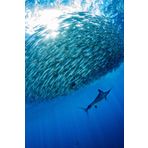 Striped Marlin Deep Sea Sport Fishing Notebook – For the Offshore Angler