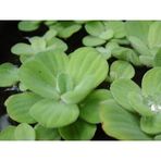 Su Marulu Su Üstü Bitkisi Suyu Filtreler Temizler Pistia 5-7 Cm 1 Adet