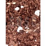 Substrat Ithal Torf Cocopeat Perlit Özel Karışım Saksı Harcı Bitki Toprağı 1 LT