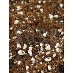 SUBSTRAT LIGHT MIX Ithal Sphangum Torfu Cocopeat Perlit Özel Karışım Saksı Harcı Çiçek Ve Bitki Toprağı 1 LT