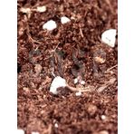 Substrat Mix Ithal Torf Cocopeat Perlit Özel Karışım Saksı Harcı Çiçek Ve Bitki Toprağı 3 LT