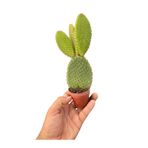 SUCCART Opuntia Microdasys Rufida(Kırmızı dikenli tavşan kaktüs)