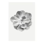 Succulent Aeonium - Boyut: 50 x 70 cm - Komar, Duvar Resmi, Poster, Sanat Baskısı (Çerçevesiz), PURE Boutique