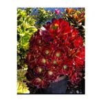 SukuLand Aeonium Blushing Beauty ithal özel tür sukulent 5,5cm saksıds