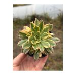 SukuLand Aeonium bronze medal variegata koleksiyonluk özel tür sukulent 10cm saksıda