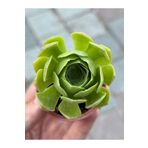 SukuLand Aeonium Green Rose özel tür sukulent 5,5cm saksıda