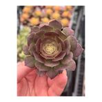 SukuLand Aeonium Hallowen Kore ithal özel tür sukulent 5,5cm saksıda