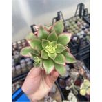Sukuland Aeonium Kiwi Ithal Koleksiyonluk 5,5cm Saksıda