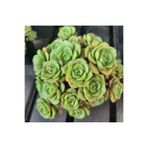SukuLand Aeonium Lily Pad koleksiyonluk özel tür sukulent 5,5cm saksıda