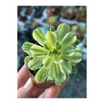 SukuLand Aeonium Suncup Koleksiyonluk Özel Tür Sukulent (5,5CM SAKSIDA)