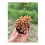 SukuLand Aeonium x ithal kolesiyonluk özel tür sukulent 5,5cm saksıda loartei