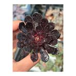 SukuLand Aeonium Zwarfkop ithal koleksiyonluk özel tür sukulent 5,5cm saksıda