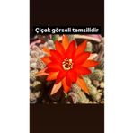 SukuLand Chamaecereus Silvestrii Yılan Kaktüs Koleksiyonluk Özel Tür Kaktüs 5,5cm Saksısda