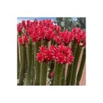 SukuLand Cleistocactus Baumannii kırmızı çiçek açan özel tür kaktüs