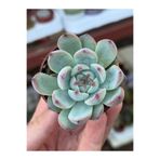 SukuLand Echeveria chihuahuaensis koleksiyonluk özel tür sukulent 5,5cm saksıda