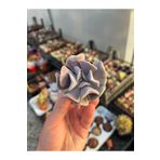 Sukuland Echeveria Cubic Frost Koleksiyonluk Özel Tür Sukulent 5,5cm Saksıda