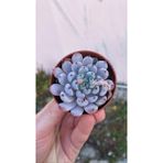 Sukuland Echeveria Cuspidata Zaragoza Koleksiyonluk Özel Tür Sukulent 5,5cm Saksıda