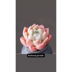 SukuLand Echeveria Elegans Albicans koleksiyonluk özel tür sukulent 5,5cm saksıda