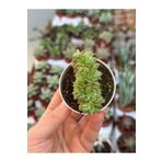 SukuLand Echeveria Gilva Cristat koleksiyonluk özel tür sukulent 5,5cm saksıda