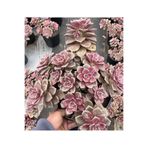 SukuLand Echeveria Goose Liver Kore ithal özel tür sukulent 5,5cm saksıda