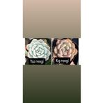SukuLand Echeveria Orange Monroe kore ithal pudralı özel tür sukulent 5,5cm saksıda