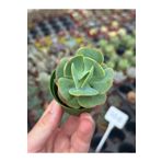 SukuLand Echeveria Peach Pride Kore Ithal Koleksiyonluk Tür Sukulent 5,5cm Saksıda
