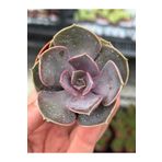 SukuLand Echeveria Perle Özel Tür Sukulent 5,5cm Saksıda