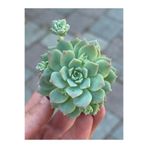 SukuLand Echeveria Profilica özel tür sukulent 5,5cm saksıda