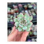 SukuLand Echeveria pulidonis koleksiyonluk özel tür sukulent 5,5cm saksıda