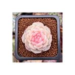 SukuLand Echeveria Pure Love Kore ithal özel tür sukulent 5,5cm saksıda