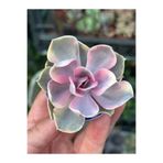 SukuLand Echeveria Rainbow koleksiyonluk özel tür sukulent 5,5cm saksıda