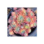 SukuLand Echeveria Rasperry Ice Kore Ithal Koleksiyonluk Özel Tür Sukulent 5,5cm Saksıda