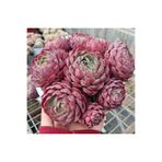 SukuLand Echeveria Red Hole Kore ithal özel tür sukulent 5,5cm saksıda