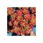 SukuLand Echeveria Red Lantern kore ithal koleksiyonluk özel tür sukulent 5,5cm saksıda