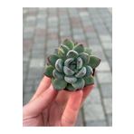 SukuLand Echeveria Riegel ithal koleksiyonlul özel tür sukulent 5,5cm saksıda