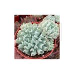 SukuLand Echeveria Runyonii “TOPSY TURVY” özel tür sukulent 5,5cm saksıda