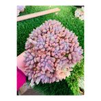 SukuLand echeveria Stella Lou Kore ithal özel tür sukulent 5,5cm saksıda