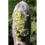 SukuLand Espostoa Lanata krem tonlarında çiçek açan özel tür kaktüs 5,5cm saksıda