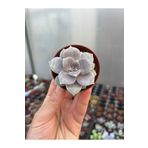 SukuLand Graptopetalum Superbum koleksiyonluk özel tür sukulent 5,5cm saksıda