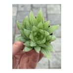 SukuLand Haworthia Marble Variegata koleksiyonluk özel tür sukulent 5,5cm saksıda