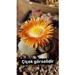 SukuLand Lithops Pleiospilos Nelii koleksiyonluk özel tür taş kaktüs 5,5cm saksıda