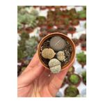 SukuLand Lithops taş kaktüs 5,5cm saksıda