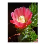 SukuLand Opuntia Subulata özel tür kaktüs 5,5cm saksıda