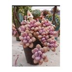 SukuLand Pachyphytum Oviferum Moonstone Kore ithal özel tür sukulent 5,5cm saksıda